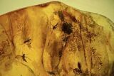 Several Fossil Flies (Diptera) In Baltic Amber #105525-1
